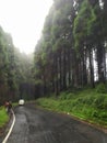 Darjeeling beautiful pine tree road