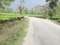Darjeeling Tea Garden with Road