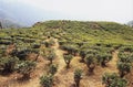 Darjeeling tea plantation Royalty Free Stock Photo