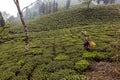 The tea leaves pickers working in a tea garden in the morning plucking tea leaves. Royalty Free Stock Photo