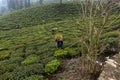 The tea leaves pickers working in a tea garden in the morning plucking tea leaves. Royalty Free Stock Photo