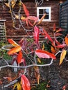 Dark abstract background with red autumn leaves wooden house wall and a bird bath