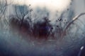 Dark abstract blurred background with branches of plants