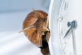 Dark achatina snail with dark shell crawling near white alarm clock on white background with shadow. Clock and giant Royalty Free Stock Photo