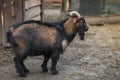 Dark adult goat Royalty Free Stock Photo