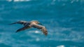 Dark albatrossa sooty black albatross with characteristically long, narrow wings and a narrowly tapering tail Royalty Free Stock Photo