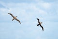 2 Dark albatrossa sooty black albatross with characteristically long, narrow wings and a narrowly tapering tail Royalty Free Stock Photo