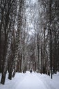 A dark alley with old dead trees hanging branches to the light. Cold winter Royalty Free Stock Photo