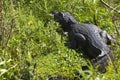 Dark alligator Caiman yacare in Esteros del Ibera, Argentina.