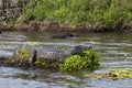 Dark alligator Caiman yacare in Esteros del Ibera, Argentina.