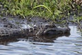 Dark alligator Caiman yacare in Esteros del Ibera, Argentina.