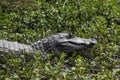 Dark alligator Caiman yacare in Esteros del Ibera, Argentina.