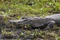 Dark alligator Caiman yacare in Esteros del Ibera, Argentina. Warming up in the morning sun