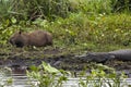 Dark alligator Caiman yacare and male Capybara in Esteros del Ibera, Argentina. Warming up in the morning sun