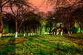 Dark apple orchard in the gorgeous summer evening