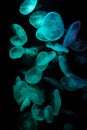 Dark aquarium full of Illuminated Moon Jellyfish on dark background Royalty Free Stock Photo