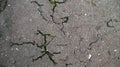 Dark asphalt road with cracks. Background texture Royalty Free Stock Photo