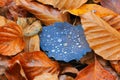 Dark autumn aspen leaf with water drops on brown beech leafag Royalty Free Stock Photo