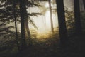 Dark autumn forest with fog and yellow trees