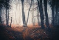 Dark autumn forest with trail in fog. Fall woods