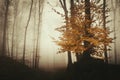 Dark autumn woods with fog