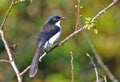 Dark-backed Sibia Heterophasia melanoleuca