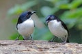 Dark-backed Sibia Heterophasia melanoleuca Birds of Thailand Royalty Free Stock Photo