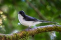 Dark-backed Sibia(Malacias melanoleucus)