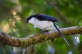 Dark-backed Sibia(Malacias melanoleucus)