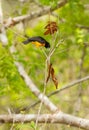 Dark-backed Weaver playing in rainforest Royalty Free Stock Photo