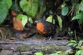 The dark-backed wood quail (Odontophorus melanonotus) in Ecuador