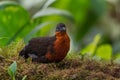 Dark-backed Wood-quail - Odontophorus melanonotus