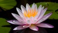 Dark background accentuates close up view of beautiful water lily Royalty Free Stock Photo