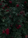 dark background bush wild roses red on a dark background of green leaves