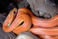 Dark background close up of bright and tightly coiled orange corn snake Royalty Free Stock Photo