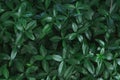 Dark background image. Carpet of periwinkle plant leaves. Top view. Flat lay, copy space