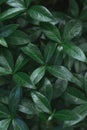 Dark background image. Carpet of periwinkle plant leaves. Top view. Flat lay, copy space. Vertical