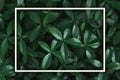 Dark background image. Carpet of periwinkle plant leaves with white rectangular frame. Top view. Flat lay, copy space