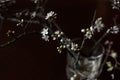 Dark Background Image Of Twigs With Small Thorn Flowers