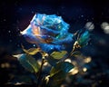 dark background and a magic rose with glitter and lights.