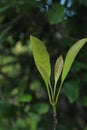 A natural fresh clove leaf Royalty Free Stock Photo