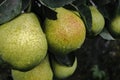 Dark background surface of green and wet pears after the rain Royalty Free Stock Photo