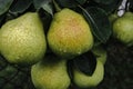 Dark background surface of green and wet pears after the rain Royalty Free Stock Photo