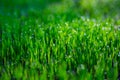 Dark background of young green grass with dew drops and gentle bokeh. Template, place for text.Selective focus Royalty Free Stock Photo