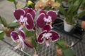 Dark bard orchids