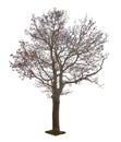 Dark bare autumn maple tree isoalted on white Royalty Free Stock Photo
