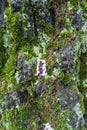 Bark of birch with moss, lichen and mushrooms Royalty Free Stock Photo