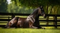 A dark bay horse with a fluffy tail and mane on green grass during the day. AI generated. Royalty Free Stock Photo