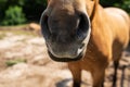 Dark bay horse in paddock on a sunny day, horse portrait, muzzle. Beautiful pet, horseback riding, petting zoo