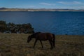 dark bay horse walk on grass coast, background of blue lake baikal, mountains Royalty Free Stock Photo